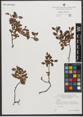 Foto von Salix L.